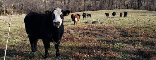 Skyview Acres Farm uses IoT and saves 300 lbs of meat