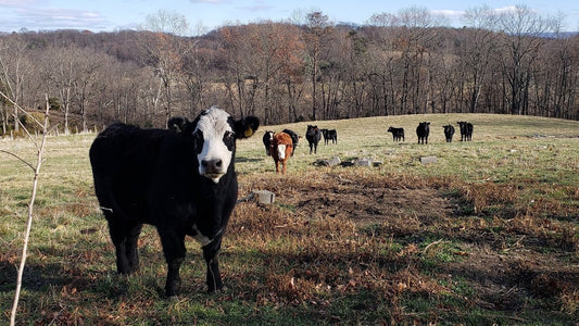 Skyview Acres Farm uses IoT and saves 300 lbs of meat