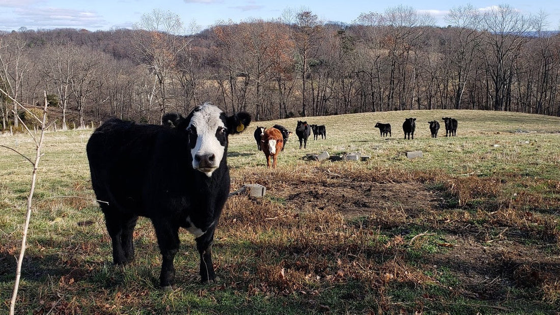 Skyview Acres Farm uses IoT and saves 300 lbs of meat